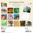 thumbnail image 2 of The Majesty of Trees | 2027 12x24" (Hanging) Wall Calendar | Plastic-Free, 2 of 9