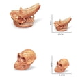 thumbnail image 3 of IROINID Modèle d'Animaux Anciens Tête Squelette Crâne Jouets Éducatifs Os Décor, 3 of 6