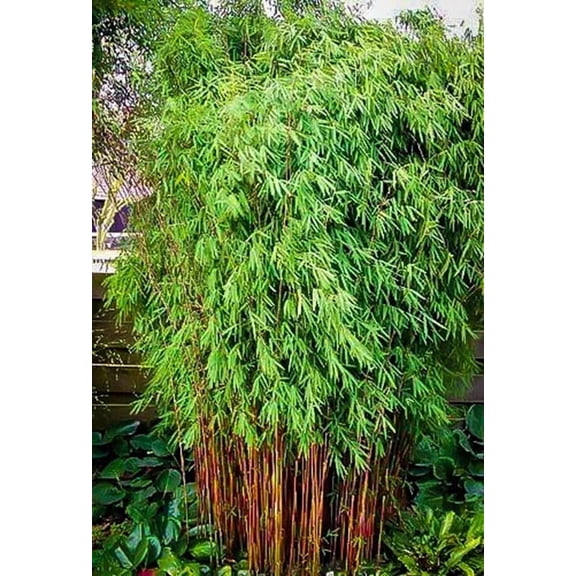25 Sunset Glow Bamboo Seeds – Fast-Growing Ornamental Bamboo for Privacy Screens & Tropical Landscaping – Outdoor Garden & Large Pots