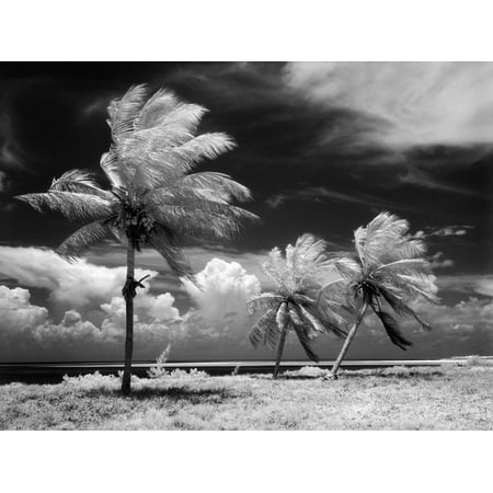 1960s Infrared Scenic Photograph of Tropical Palm Trees Blowing in Storm Florida Keys Print Wall (Best Palm Trees For Central Florida)