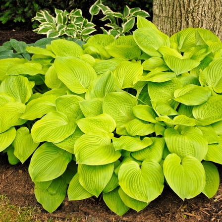 August Moon Hosta Dormant Bare Root Shade Perennial Plants, 1-Pack