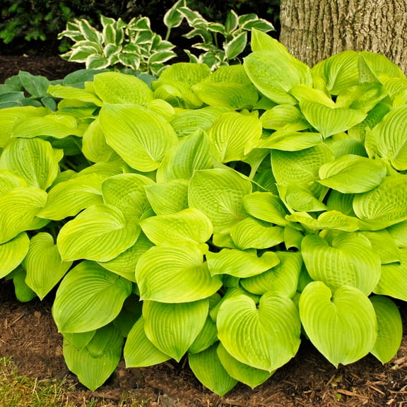 August Moon Hosta Dormant Bare Root Shade Perennial Plants, 1-Pack
