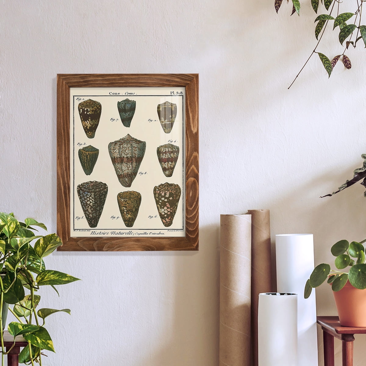 Cone Shell pl. 318 -Framed Print w/glass-Walnut