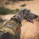thumbnail image 2 of OneTigris - Chaleco táctico para perros de servicio, impermeable y cómodo, arnés para perros Military Patrol K9 con asa (tamaño mediano, marrón coyote), 2 of 5