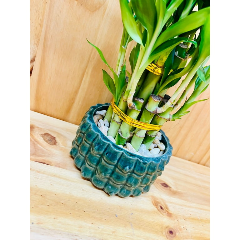 wall hanging plant pots Distressed White Half-Moon Wall Planter, Set of 2