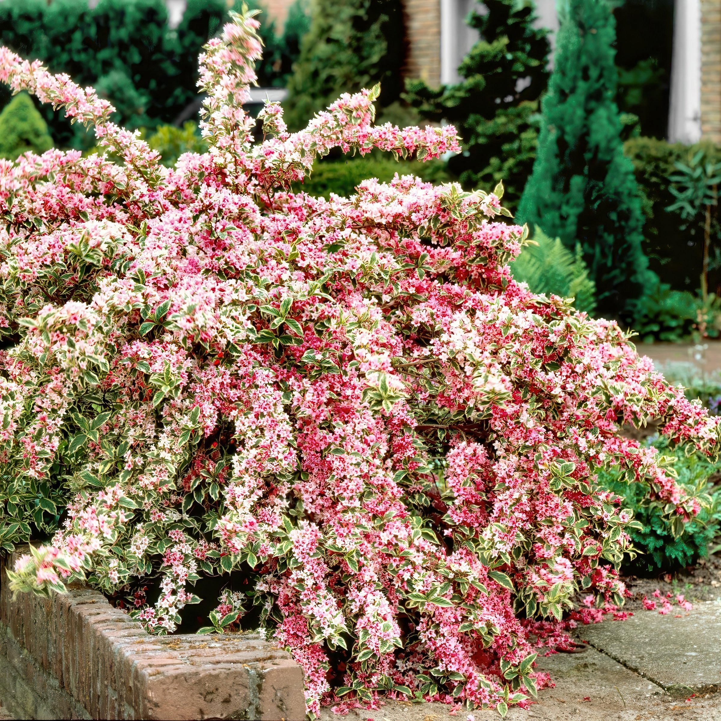National Plant Network 4 in. Variegated Weigela Shrub (3-Pack)