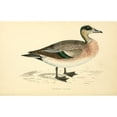 thumbnail image 3 of Morris, Rev FO 18x13 Black Modern Framed Museum Art Print Titled - American Wigeon, 3 of 5