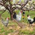 thumbnail image 4 of Accessoire poulailler Balançoire de poulet perchoir de poulet support en bois de poulet poulailler fait à la main jouet pour poules accessoires de poulailler échelle de poulet pour la course de volail esquí esquí Gafas de esquí, 4 of 5