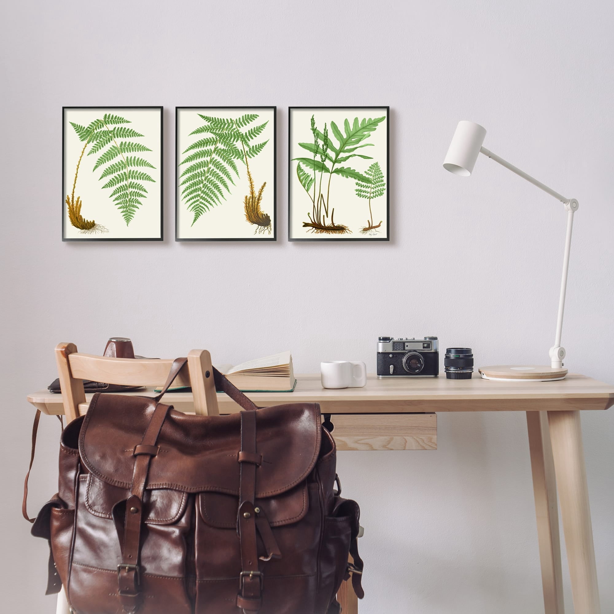 Stupell Industries Vegetation Latin Study Botanical Fern Plants Nature Graphic Art Black Framed Art Print Wall Art, Set of 3, Design by Patty Rybolt