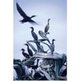 thumbnail image 1 of Great BIG Canvas | "Cormorants Fly Above Driftwood, Galiano Island, British Columbia, Canada" Art Print - 24x36, 1 of 4