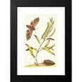 thumbnail image 2 of George Shaw 16x24 Black Modern Framed Museum Art Print Titled - Eyed Hawk-Moth (1789-1813), 2 of 5