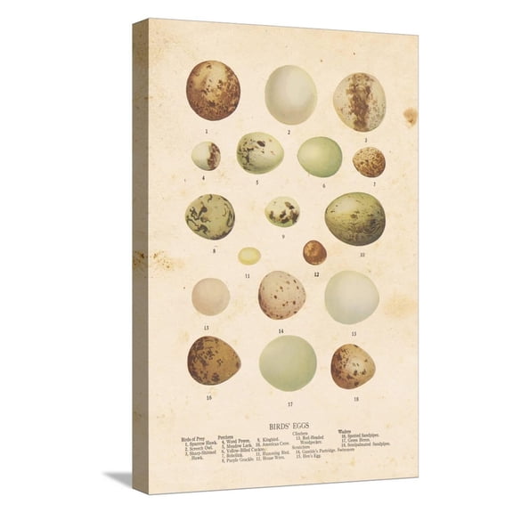 Art.com Birds Eggs II Stretched Canvas Print Wall Art by Gwendolyn Babbitt, 12" x 18"