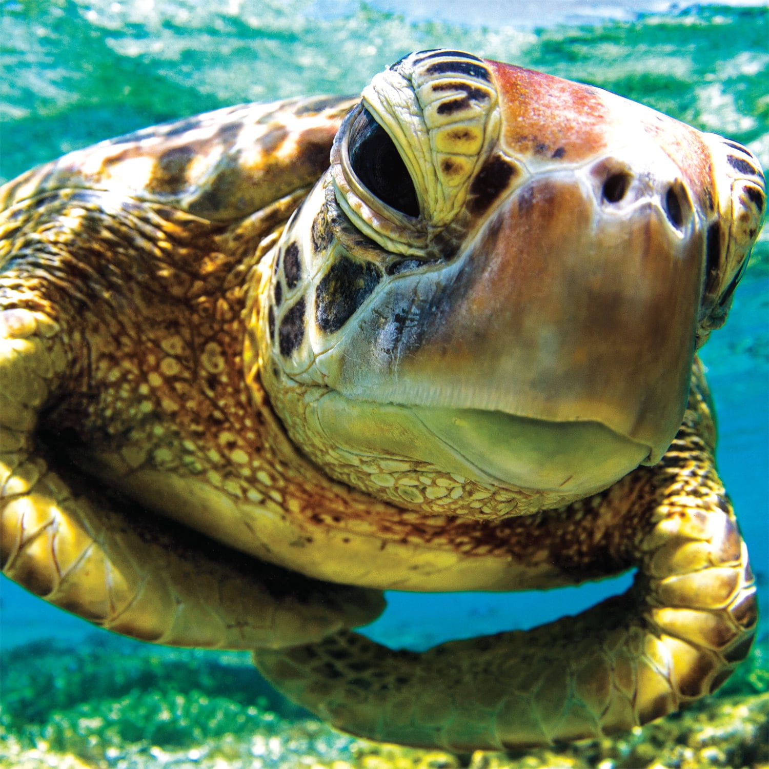 Buffalo Games - Art of Play - Turtle Swimmer - 300 Piece Jigsaw Puzzle
