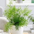 thumbnail image 4 of Expert Gardener 1 Pint Partial Sun Green Asparagus Fern Annual Live Plants, 4 of 5