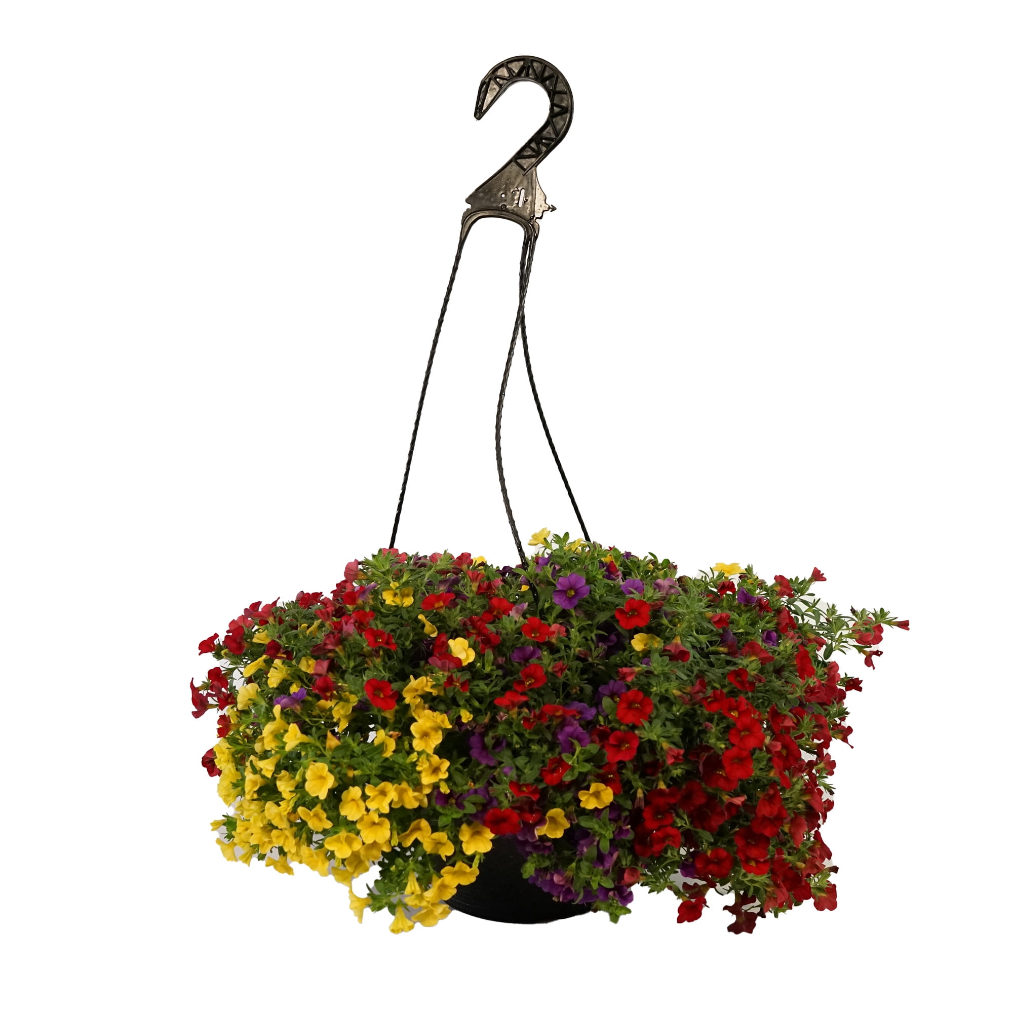 Better Homes & Gardens 2 Gallon Hanging Basket Multicolor Calibrichoa Combo Annual Flowers Live Plants Full Sun