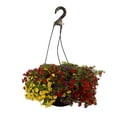 thumbnail image 2 of Better Homes & Gardens 2 Gallon Hanging Basket Multicolor Calibrichoa Combo Annual Flowers Live Plants Full Sun, 2 of 8