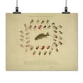 thumbnail image 2 of Print: Standard American Black Bass And Lake Flies, 1883, 2 of 4