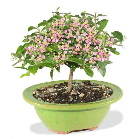 From You Flowers - Barbados Cherry Indoor Potted Bonsai for Birthday, Anniversary, Get Well, Congratulations, Thank You, All Occasions