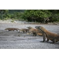 thumbnail image 2 of Shimlock, Jones 18x13 White Modern Wood Framed Museum Art Print Titled - Indonesia, Rinca Island, Komodo NP Komodo dragon, 2 of 4