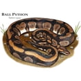 thumbnail image 3 of CafePress - Ball Python Mug - 11 oz Ceramic Mug - Novelty Coffee Tea Cup, 3 of 6