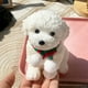 thumbnail image 1 of Juguetes de piscina, juguetes para bebés, juguetes para niños pequeños, adornos, regalos para novias, juguetes de simulación, juguetes para perros, juguetes sensoriales, regalos para niños, juguetes b, 1 of 3