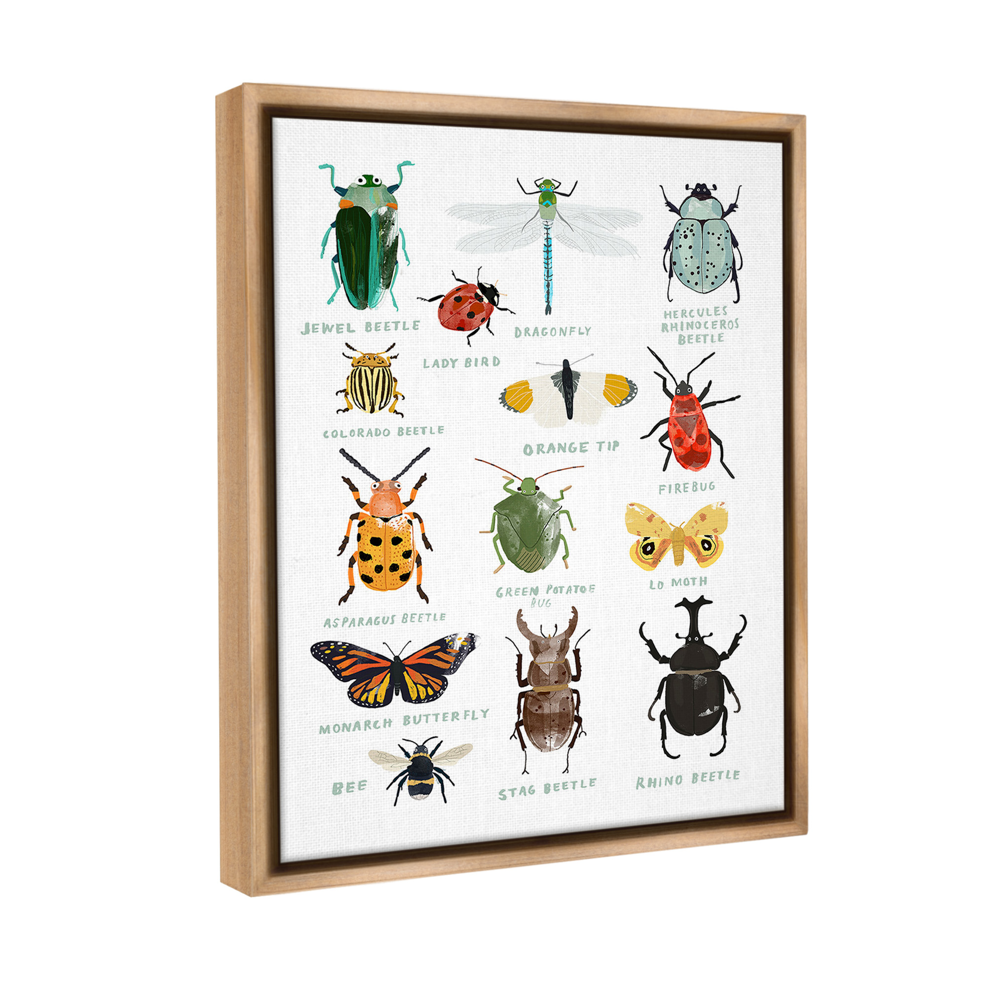 Stupell Industries Educational Bug Types Animals & Insects Painting Brown Floater Framed Canvas Art Print Wall Art, 25 x 31