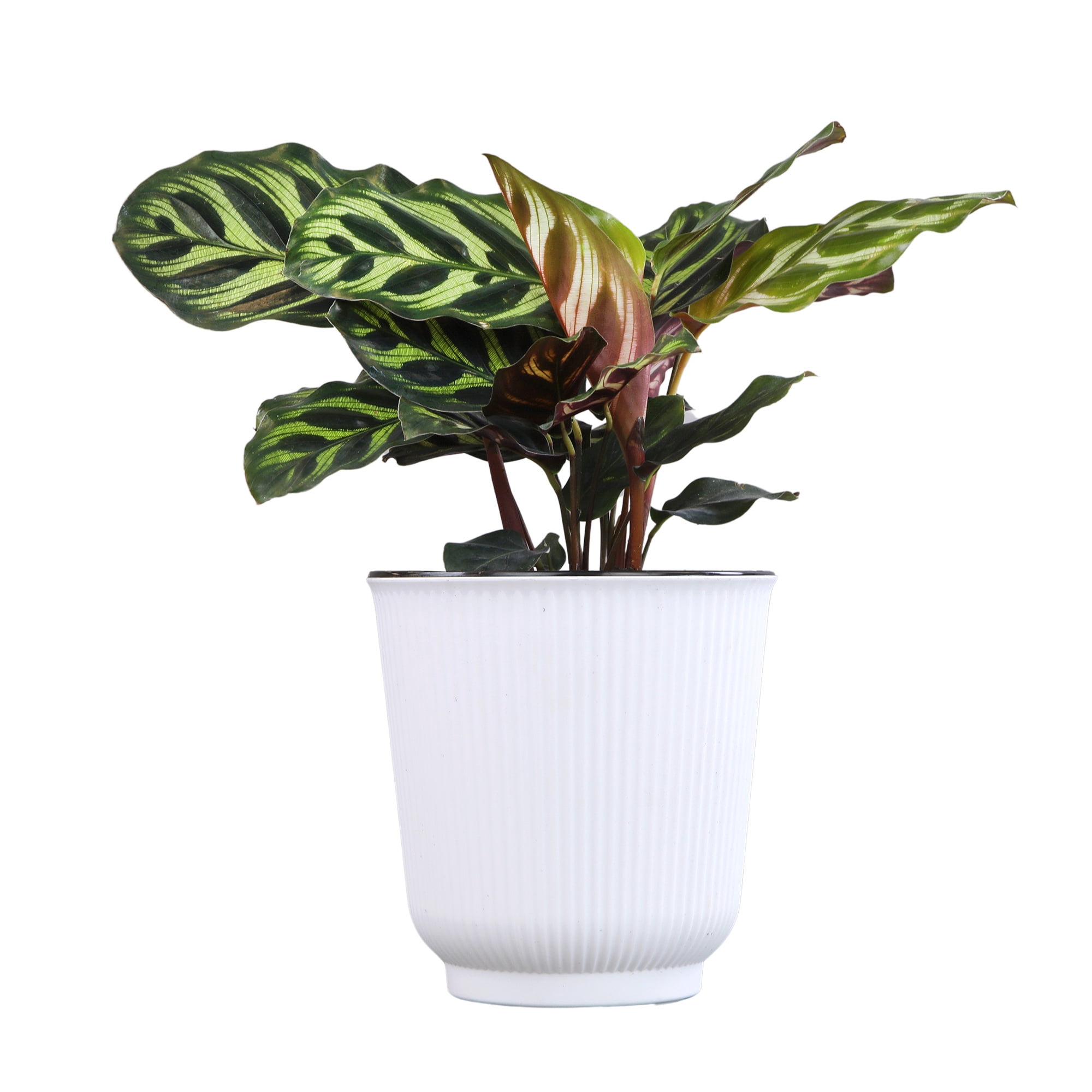Calathea Makoyana, Pet-Safe Houseplant | 4.25in Decor Pot; Indirect Light | Element by Altman Plants