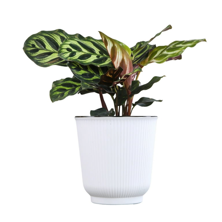 Calathea Makoyana, Pet-Safe Houseplant | 4.25in Decor Pot; Indirect Light |  Element by Altman Plants - Walmart.com