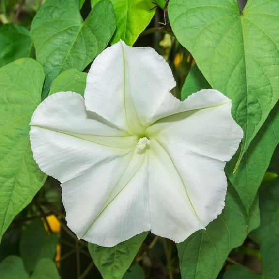 Moonflower Flower Garden Seeds - Tall Night Flowering - 5 g Packet ~20 Seeds - Annual Vine Flower Gardening Seeds - Ipomoea alba - Moon Flower