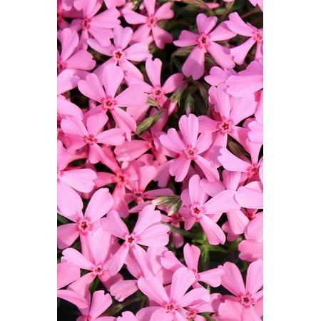 Early Spring Light Pink Creeping Phlox Perennial - Quart (The Best Perennial Flowers)