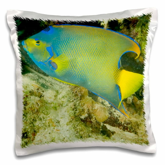 3drose, Queen Angelfish, Hol Chan Marine Park, Belize - Sa02 Sws0045 - Stuart Westmorland, 16x16 inch Pillow Case
