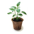 thumbnail image 2 of Easy To Grow Peppers All In One Seed Starter Kit - Includes Pepper Seeds, Coconut Fiber Pot and Coconut Fiber Soil Disc (Habanero), 2 of 3
