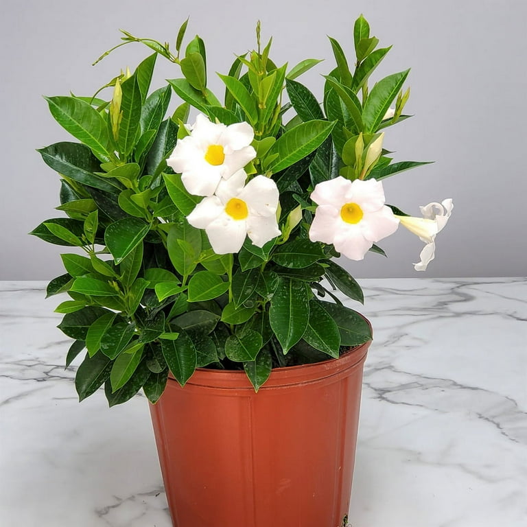 Tropical Plants of Florida 22