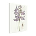 thumbnail image 2 of Trademark Fine Art 'Lavender Beauties III' Canvas Art by Edwards, 2 of 4
