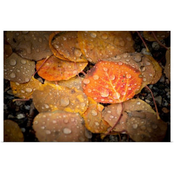 Great BIG Canvas | Rolled Dan Ballard Poster Print entitled Fall Pallette