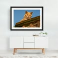 thumbnail image 2 of Curious Cat on the Lookout, York County PA - Pennsylvania Photography Cat Animal Wildlife Portrait Rustic Nature Farmhouse Black Framed Wall Art Print 24 x 36 inches, 2 of 4