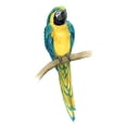 thumbnail image 2 of Popp, Grace 9x14 White Modern Wood Framed Museum Art Print Titled - Teal Macaw II, 2 of 4