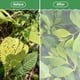 thumbnail image 5 of Malla para Jardín afzdby con Cordón Ajustable Antipájaros 1.6×1.8 m, 5 of 7