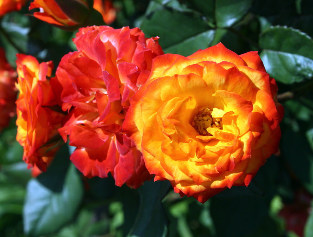 Charisma Floribunda 3 gal Red Orange Yellow Bush Plants Shrub Plant Fine Roses 