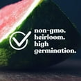 thumbnail image 2 of Georgia Rattlesnake Watermelon Seeds 2 g ~16 Seeds - Heirloom, Open Pollinated, Non-GMO, Heirloom, Farm & Vegetable/Fruit Gardening Seeds, 2 of 6