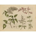 thumbnail image 2 of Wild Apple Portfolio 14x12 Gold Ornate Wood Framed with Double Matting Museum Art Print Titled - Herbal Botanical I, 2 of 4
