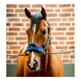 thumbnail image 5 of HORSEWARE IRELAND Horseware Signature Grooming Headcollars, Color: Navy, Size: Horse, 5 of 5