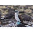 thumbnail image 2 of Jones, Adam 32x23 Black Ornate Wood Framed with Double Matting Museum Art Print Titled - Blue-footed Boobie-Espanola Island-Galapagos Islands-Ecuador, 2 of 4