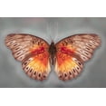 thumbnail image 2 of Reynolds, Richard 32x23 Black Ornate Wood Framed with Double Matting Museum Art Print Titled - Common Red Glider, 2 of 4