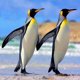 thumbnail image 1 of HOMFUN-pintura de diamante redondo/cuadrado completa, cuadro artesanal 5D, punto de cruz bordado 3D de "pingüino de hielo", regalo para decoración del hogar, 1 of 4