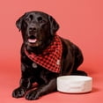 thumbnail image 6 of Mason Cash: Embossed Bone Dog Bowl - Cream - 8", 50.7oz - Durable Ceramic Food & Water Dish, Microwave & Dishwasher Safe, Pet Meal Feeding & Hydration, 6 of 7