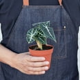 thumbnail image 2 of Alocasia Amazonica Bambino Live Plant for Indoor | Different Houseplants in 4'' & 6'' Pot | Real House Plant for Living Room, Office, Desk & Bathroom | Bambino | Alocasia Amazonica, 2 of 6