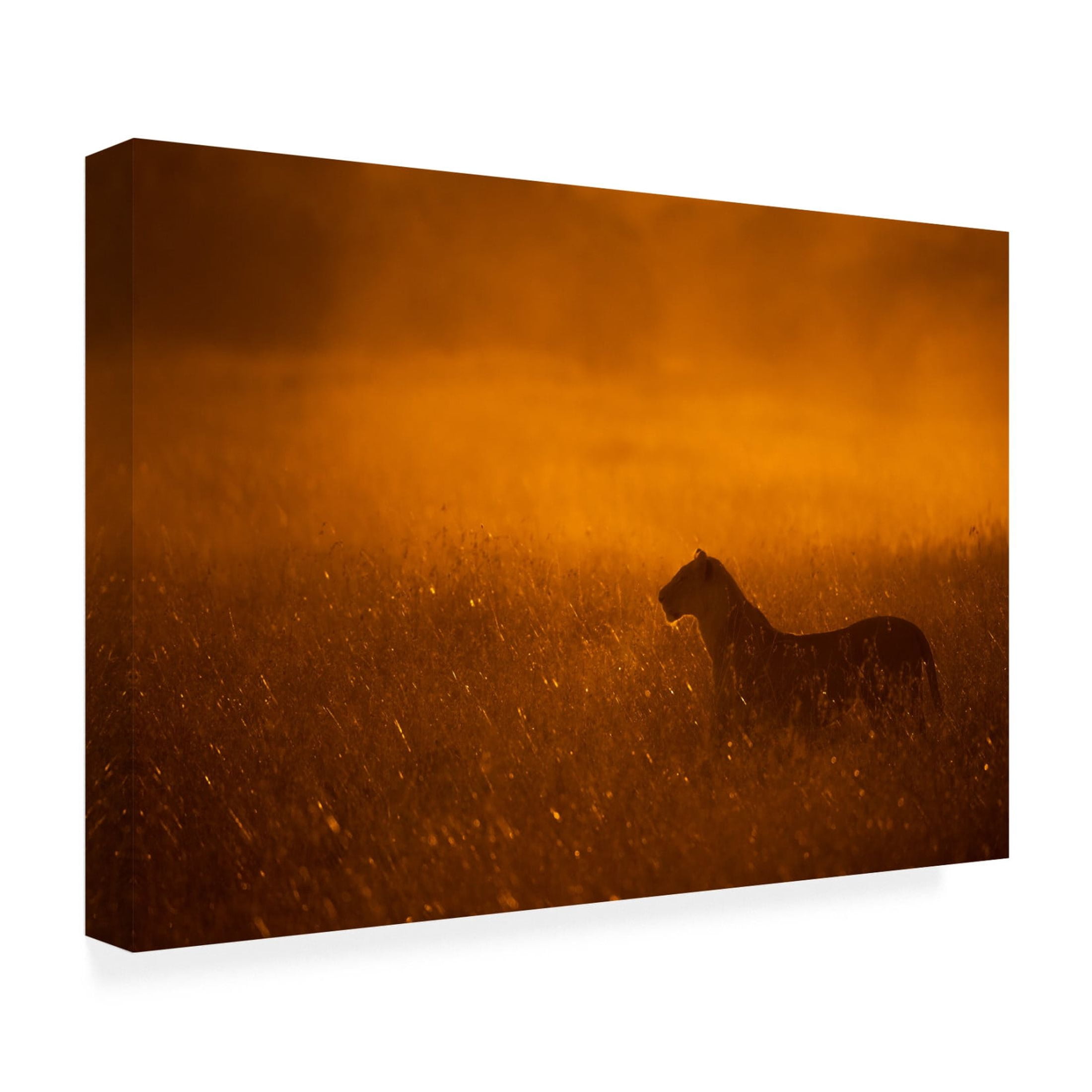 Canvas Wall Art - Mohammed Alnaser 'Gold Dust' Wall Art for Living Room, Bedroom, or Office D?cor by Trademark Fine Art - 32 x 22 Inches