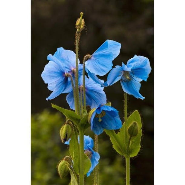 Posterazzi DPI12288202LARGE Coquelicots Bleus en Fleurs en Kodiak Alaska Affiche de Jardin par Marion Owen, 24 x 38 - Grand
