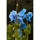 Posterazzi DPI12288202LARGE Coquelicots Bleus en Fleurs en Kodiak Alaska Affiche de Jardin par Marion Owen, 24 x 38 - Grand – image 1 sur 1